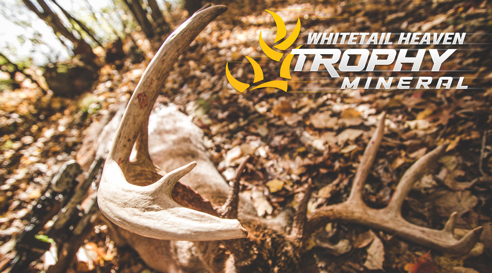 How Much More Will Whitetail Antlers Grow? - Realtree Store